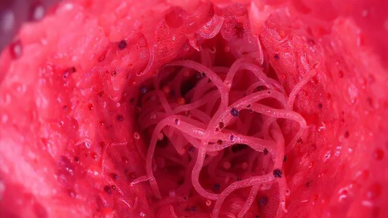 A highly detailed, photorealistic microscopic view of the human trachea lining, showing damaged cilia struggling to move thick, entangled mucus strands. Emphasize the cellular debris and inflammatory cells within the mucus, with a backdrop of inflamed epithelial tissue. Professional photography, 8K, cinematic lighting, sharp focus, depth of field, shot on a high-end DSLR. A highly detailed, photorealistic microscopic view of the human trachea lining, showing damaged cilia struggling to move thick, entangled mucus strands. Emphasize the cellular debris and inflammatory cells within the mucus, with a backdrop of inflamed epithelial tissue. Professional photography, 8K, cinematic lighting, sharp focus, depth of field, shot on a high-end DSLR.