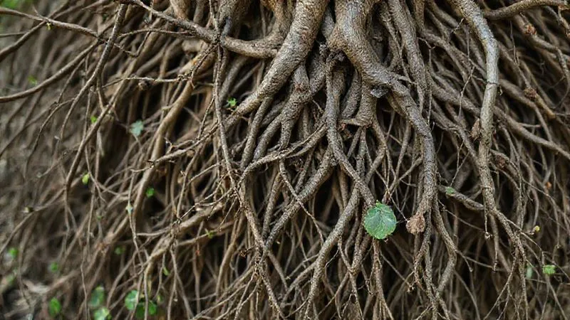 Photorealistic, professional photography, 8K, cinematic lighting, sharp focus, depth of field, shot on a high-end DSLR, a complex network of intertwined roots and branches, some strong and healthy, others withered or tangled, symbolizing the intricate and sometimes problematic root causes of a chronic health condition. The image conveys depth and the need for careful investigation. Photorealistic, professional photography, 8K, cinematic lighting, sharp focus, depth of field, shot on a high-end DSLR, a complex network of intertwined roots and branches, some strong and healthy, others withered or tangled, symbolizing the intricate and sometimes problematic root causes of a chronic health condition. The image conveys depth and the need for careful investigation.