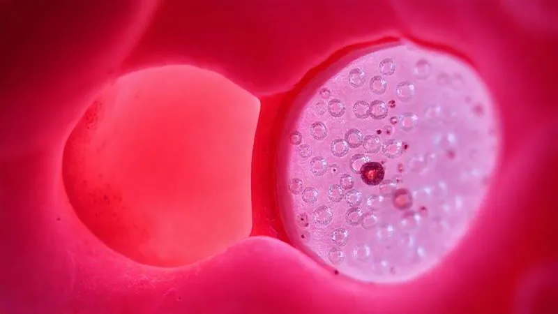 Photorealistic, professional photography, 8K, cinematic lighting, sharp focus, depth of field, shot on a high-end DSLR. A microscopic view of a healthy, smooth endothelial cell lining contrasted with another section showing early signs of inflammation and adherence of small, round particles, representing oxidized LDL, signifying the onset of dysfunction. The image should convey precision and the fragility of the cellular layer. Photorealistic, professional photography, 8K, cinematic lighting, sharp focus, depth of field, shot on a high-end DSLR. A microscopic view of a healthy, smooth endothelial cell lining contrasted with another section showing early signs of inflammation and adherence of small, round particles, representing oxidized LDL, signifying the onset of dysfunction. The image should convey precision and the fragility of the cellular layer.