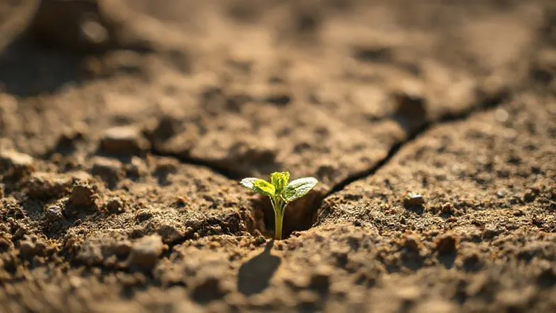 Photorealistic, professional photography, 8K, cinematic lighting, sharp focus, depth of field, shot on a high-end DSLR. A delicate, vibrant green seedling pushing through a tiny crack in barren, dry earth, symbolizing small but significant progress and growth against odds, with the sun's rays gently illuminating it. Photorealistic, professional photography, 8K, cinematic lighting, sharp focus, depth of field, shot on a high-end DSLR. A delicate, vibrant green seedling pushing through a tiny crack in barren, dry earth, symbolizing small but significant progress and growth against odds, with the sun's rays gently illuminating it.